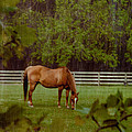 Spring Pasture 2