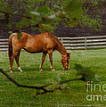 Spring Pasture